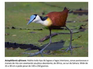 Actophilornis africana. Habita todo tipo de lagoas e lagos interiores, zonas pantanosas e
marxes de ríos con vexetación acuática abundante, de África, ao sur do Sahara. Mide de
25 a 30 cm e pode pesar de 130 a 250 gramos.
 