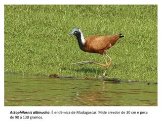 Actophilornis albinucha. É endémica de Madagascar. Mide arredor de 30 cm e pesa
de 90 a 130 gramos.
 