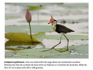 Irediparra gallinacea. Vive nas extensións de auga doce con vexetación acuática
flotante das illas do surleste de Asia entre as Filipinas e o norleste de Australia. Mide de
20 a 27 cm e pesa entre 85 e 140 gramos.
 