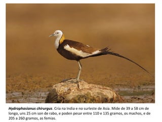 Hydrophasianus chirurgus. Cría na India e no surleste de Asia. Mide de 39 a 58 cm de
longo, uns 25 cm son de rabo, e poden pesar entre 110 e 135 gramos, os machos, e de
205 a 260 gramos, as femias.
 