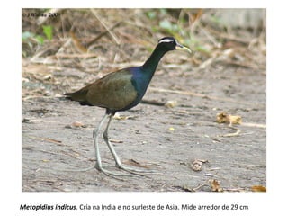Metopidius indicus. Cría na India e no surleste de Asia. Mide arredor de 29 cm
 
