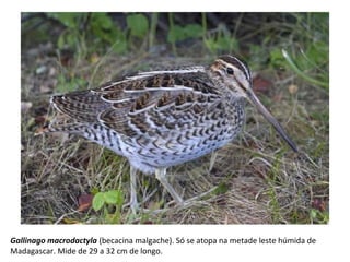 Gallinago macrodactyla (becacina malgache). Só se atopa na metade leste húmida de
Madagascar. Mide de 29 a 32 cm de longo.
 