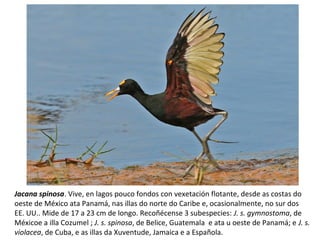 Jacana spinosa. Vive, en lagos pouco fondos con vexetación flotante, desde as costas do
oeste de México ata Panamá, nas illas do norte do Caribe e, ocasionalmente, no sur dos
EE. UU.. Mide de 17 a 23 cm de longo. Recoñécense 3 subespecies: J. s. gymnostoma, de
Méxicoe a illa Cozumel ; J. s. spinosa, de Belice, Guatemala e ata u oeste de Panamá; e J. s.
violacea, de Cuba, e as illas da Xuventude, Jamaica e a Española.
 