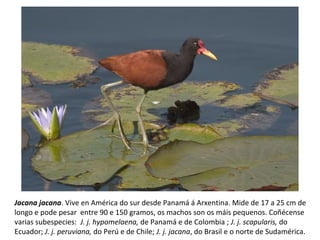 Jacana jacana. Vive en América do sur desde Panamá á Arxentina. Mide de 17 a 25 cm de
longo e pode pesar entre 90 e 150 gramos, os machos son os máis pequenos. Coñécense
varias subespecies: J. j. hypomelaena, de Panamá e de Colombia ; J. j. scapularis, do
Ecuador; J. j. peruviana, do Perú e de Chile; J. j. jacana, do Brasil e o norte de Sudamérica.
 