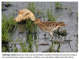 Gallinago media (becacina real). Cría nos humidais e praderas húmidas do norte de Europa e
do noroeste de Asia e pasa o inverno en África, ao sur do Sahara. Mide entre 26 e 30 cm.
 