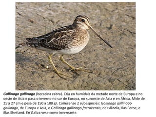 Gallinago gallinago (becacina cabra). Cría en humidais da metade norte de Europa e no
oeste de Asia e pasa o inverno no sur de Europa, no suroeste de Asia e en África. Mide de
25 a 27 cm e pesa de 150 a 180 gr. Coñécense 2 subespecies: Gallinago gallinago
gallinago, de Europa e Asia, e Gallinago gallinago faeroeensis, de Islândia, Ilas Feroe, e
illas Shetland. En Galiza vese como invernante.
 