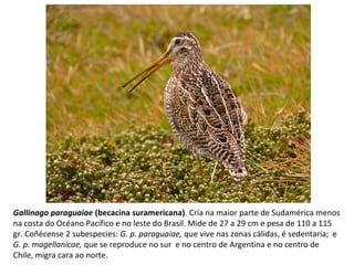 Gallinago paraguaiae (becacina suramericana). Cría na maior parte de Sudamérica menos
na costa do Océano Pacífico e no leste do Brasil. Mide de 27 a 29 cm e pesa de 110 a 115
gr. Coñécense 2 subespecies: G. p. paraguaiae, que vive nas zonas cálidas, é sedentaria; e
G. p. magellanicae, que se reproduce no sur e no centro de Argentina e no centro de
Chile, migra cara ao norte.
 
