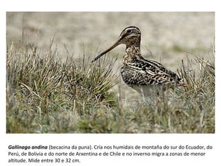 Gallinago andina (becacina da puna). Cría nos humidais de montaña do sur do Ecuador, do
Perú, de Bolivia e do norte de Arxentina e de Chile e no inverno migra a zonas de menor
altitude. Mide entre 30 e 32 cm.
 