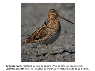 Gallinago nobilis (becacina ou caica de páramo). Vive en zonas de auga doce de
Colombia, Ecuador, Perú e a República Bolivariana de Venezuela. Mide de 30 a 32 cm.
 
