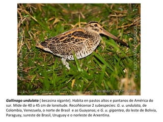 Gallinago undulata ( becasina xigante). Habita en pastos altos e pantanos de América do
sur. Mide de 40 a 45 cm de lonxitude. Recoñécense 2 subespecies: G. u. undulata, de
Colombia, Venezuela, o norte de Brasil e as Guayanas; e G. u. gigantea, do leste de Bolivia,
Paraguay, sureste de Brasil, Uruguay e o norleste de Arxentina.
 