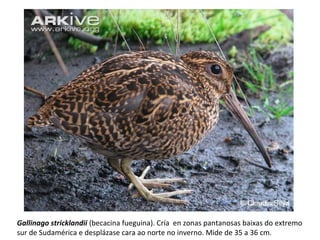 Gallinago stricklandii (becacina fueguina). Cría en zonas pantanosas baixas do extremo
sur de Sudamérica e desplázase cara ao norte no inverno. Mide de 35 a 36 cm.
 