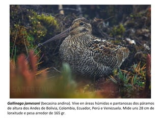 Gallinago jamesoni (becasina andina). Vive en áreas húmidas e pantanosas dos páramos
de altura dos Andes de Bolivia, Colombia, Ecuador, Perú e Venezuela. Mide uns 28 cm de
lonxitude e pesa arredor de 165 gr.
 