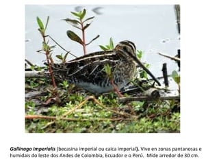 Gallinago imperialis (becasina imperial ou caica imperial). Vive en zonas pantanosas e
humidais do leste dos Andes de Colombia, Ecuador e o Perú. Mide arredor de 30 cm.
 