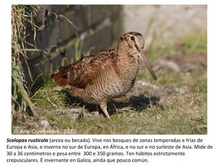 Scolopax rusticola (arcea ou becada). Vive nos bosques de zonas temperadas e frías de
Europa e Asia, e inverna no sur de Europa, en África, e no sur e no surleste de Asia. Mide de
30 a 36 centímetros e pesa entre 300 e 350 gramos. Ten hábitos estrictamente
crepusculares. É invernante en Galiza, aínda que pouco común.
 