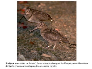 Scolopax mira (arcea de Amami). So se atopa nos bosques de dúas pequenas illas do sur
de Xapón. É un pouco máis grande que a arcea común.
 