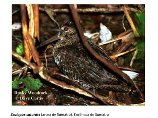 Scolopax saturata (arcea de Sumatra). Endémica de Sumatra
 