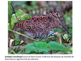 Scolopax rosenbergii (arcea de Nova Guiné). Endémica dos bosques de montaña de
Nova Guiné e algunhas illas de Indonesia
 