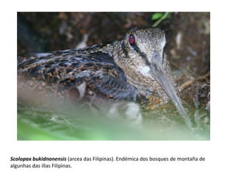 Scolopax bukidnonensis (arcea das Filipinas). Endémica dos bosques de montaña de
algunhas das illas Filipinas.
 
