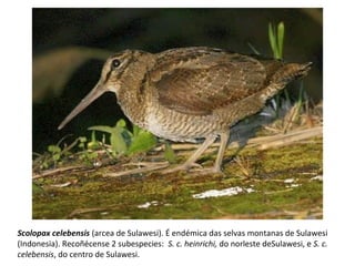 Scolopax celebensis (arcea de Sulawesi). É endémica das selvas montanas de Sulawesi
(Indonesia). Recoñécense 2 subespecies: S. c. heinrichi, do norleste deSulawesi, e S. c.
celebensis, do centro de Sulawesi.
 