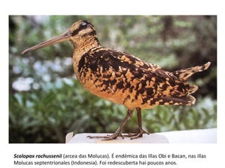 Scolopax rochussenii (arcea das Molucas). É endémica das Illas Obi e Bacan, nas illas
Molucas septentrionales (Indonesia). Foi redescuberta hai poucos anos.
 