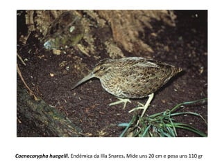 Coenocorypha huegelli. Endémica da Illa Snares. Mide uns 20 cm e pesa uns 110 gr
 