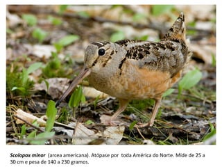 Scolopax minor (arcea americana). Atópase por toda América do Norte. Mide de 25 a
30 cm e pesa de 140 a 230 gramos.
 