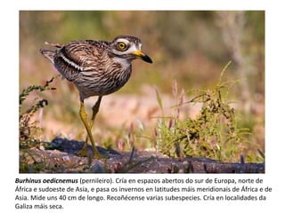 Burhinus oedicnemus (pernileiro). Cría en espazos abertos do sur de Europa, norte de
África e sudoeste de Asia, e pasa os invernos en latitudes máis meridionais de África e de
Asia. Mide uns 40 cm de longo. Recoñécense varias subespecies. Cría en localidades da
Galiza máis seca.
 