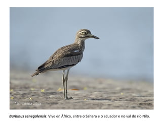 Burhinus senegalensis. Vive en África, entre o Sahara e o ecuador e no val do río Nilo.
 
