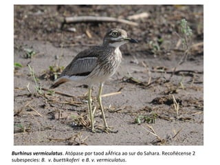 Burhinus vermiculatus. Atópase por taod aÁfrica ao sur do Sahara. Recoñécense 2
subespecies: B. v. buettikoferi e B. v. vermiculatus.
 