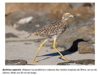 Burhinus capensis. Atópase nas pradeiras e sabanas das rexións tropicais de África ao sur do
Sáhara. Mide uns 45 cm de longo.
 