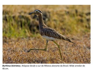 Burhinus bistriatus. Atópase desde o sur de México alonorte do Brasil. Mide arredor de
46 cm.
 