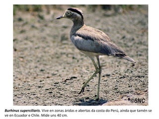 Burhinus superciliaris. Vive en zonas áridas e abertas da costa do Perú, aínda que tamén se
ve en Ecuador e Chile. Mide uns 40 cm.
 