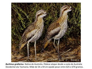 Burhinus grallarius. Nativo de Australia. Pódese atopar desde a costa de Australia
Occidental ata Tasmania. Mide de 54 a 59 cm epode pesar entre 625 e 670 gramos.
 