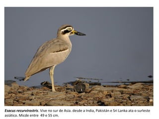 Esacus recurvirostris. Vive no sur de Asia. desde a India, Pakistán e Sri Lanka ata o surleste
asiático. Micde entre 49 e 55 cm.
 