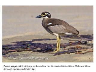 Esacus magnirostris. Atópase en Australia e nas illas do surleste asiático. Mide uns 55 cm
de longo e pesa arredor de 1 kg.
 