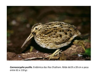 Coenocorypha pusilla. Endémica das illas Chatham. Mide de19 a 20 cm e pesa
entre 61 e 110 gr.
 