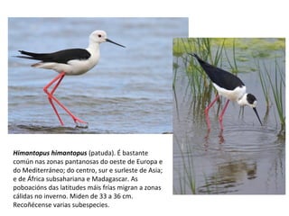 Himantopus himantopus (patuda). É bastante
común nas zonas pantanosas do oeste de Europa e
do Mediterráneo; do centro, sur e surleste de Asia;
e de África subsahariana e Madagascar. As
poboacións das latitudes máis frías migran a zonas
cálidas no inverno. Miden de 33 a 36 cm.
Recoñécense varias subespecies.
 