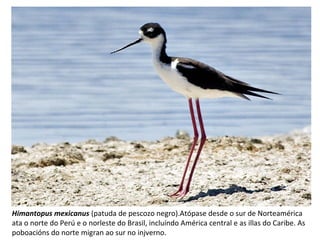 Himantopus mexicanus (patuda de pescozo negro).Atópase desde o sur de Norteamérica
ata o norte do Perú e o norleste do Brasil, incluíndo América central e as illas do Caribe. As
poboacións do norte migran ao sur no injverno.
 