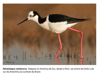 Himantopus melanurus. Atópase en América do Sur, desde o Perú ao centro de Chile e do
sur da Arxentina ao surleste do Brasil.
 