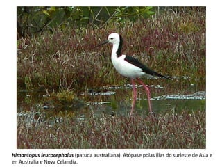 Himantopus leucocephalus (patuda australiana). Atópase polas illas do surleste de Asia e
en Australia e Nova Celandia.
 