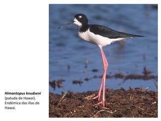 Himantopus knudseni
(patuda de Hawai).
Endémica das illas de
Hawai.
 