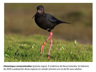 Himantopus novaezelandiae (patuda negra). É endémica de Nova Celandia. En febreiro
de 2010 a poboación desta especie en estado silvestre era só de 85 aves adultas.
 