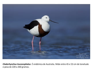 Cladorhynchus leucocephalus. É endémica de Australia. Mide entre 45 e 53 cm de lonxitude
e pesa de 220 a 260 gramos.
 