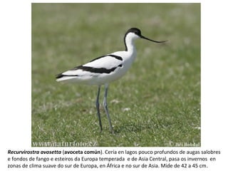 Recurvirostra avosetta (avoceta común). Cería en lagos pouco profundos de augas salobres
e fondos de fango e esteiros da Europa temperada e de Asia Central, pasa os invernos en
zonas de clima suave do sur de Europa, en África e no sur de Asia. Mide de 42 a 45 cm.
 