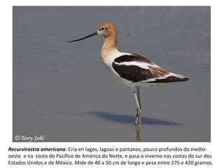 Recurvirostra americana. Cría en lagos, lagoas e pantanos, pouco profundos do medio-
oeste e na costa do Pacífico de América do Norte, e pasa o inverno nas costas do sur dos
Estados Unidos e de México. Mide de 40 a 50 cm de longo e pesa entre 275 e 420 gramos.
 