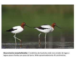 Recurvirostra novaehollandiae. É endémica de Australia onde vive arredor de lagos e
lagoas pouco fondas con pisos de barro. Mide aproximadamente 45 centímetros.
 
