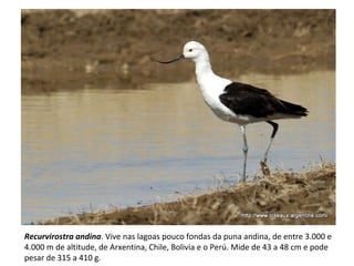 Recurvirostra andina. Vive nas lagoas pouco fondas da puna andina, de entre 3.000 e
4.000 m de altitude, de Arxentina, Chile, Bolivia e o Perú. Mide de 43 a 48 cm e pode
pesar de 315 a 410 g.
 