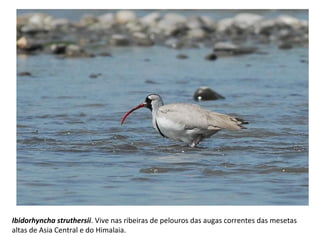 Ibidorhyncha struthersii. Vive nas ribeiras de pelouros das augas correntes das mesetas
altas de Asia Central e do Himalaia.
 