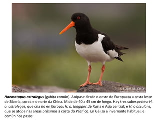 Haematopus ostralegus (gabita común). Atópase desde o oeste de Europaata a costa leste
de Siberia, corea e o norte da China. Mide de 40 a 45 cm de longo. Hay tres subespecies: H.
o. ostralegus, que cría no en Europa; H. o. longipes,de Rusia e Asia central; e H. o osculans,
que se atopa nas áreas próximas a costa do Pacífico. En Galiza é invernante habitual, e
común nos pasos.
 