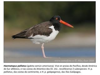 Haematopus palliatus (gabita común americana). Vive en praias do Pacífico, desde América
do Sur aMéxico, e nas costas do Atlantico dos EE. UU.. recoñécense 2 subespecies: H. p.
palliatus, das costas do continente, e H. p. galapagensis, das illas Galápagos.
 